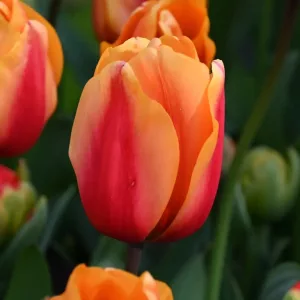 Tulipa Salmon Lalibela (10/+) - Tulipán