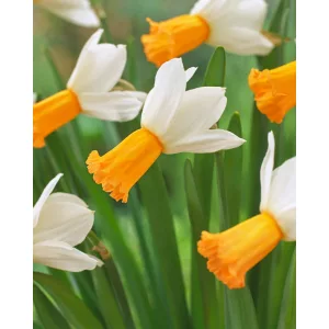 Narcissus Winter Waltz (10/+) - Nárcisz