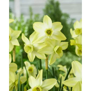Narcissus Pacific Hunter (10/+) - Nárcisz