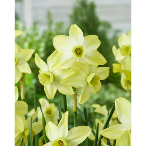 Narcissus Pacific Hunter (10/+) - Nárcisz