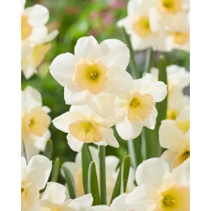 Narcissus Pink Pacific (10/+) - Nárcisz