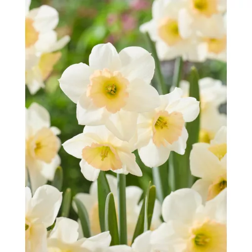 Narcissus Pink Pacific (10/+) - Nárcisz