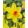 Narcissus Spinner (10/+) - Nárcisz