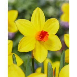 Narcissus Spinner (10/+) - Nárcisz