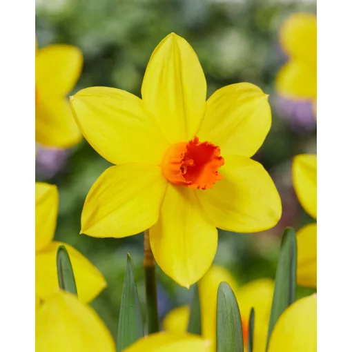 Narcissus Spinner (10/+) - Nárcisz