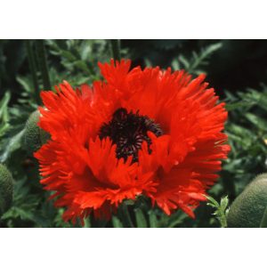 Papaver orientale Turkenlouis - Keleti mák