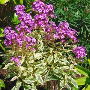 Phlox paniculata Olympus - Bugás lángvirág