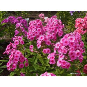 Phlox paniculata Cosmopolitan - Bugás lángvirág