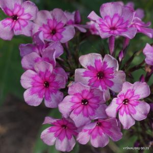 Phlox paniculata Magic Blue - Bugás lángvirág