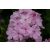 Phlox paniculata Pinky Hill - Bugás lángvirág