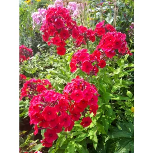 Phlox paniculata Red Riding Hood - Bugás lángvirág