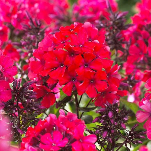 Phlox paniculata Starfire - Bugás lángvirág