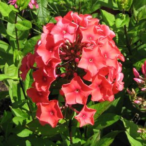 Phlox paniculata Tequila Sunrise - Bugás lángvirág