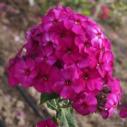 Cyclamen hederifolium 'Album' Silver Leaf