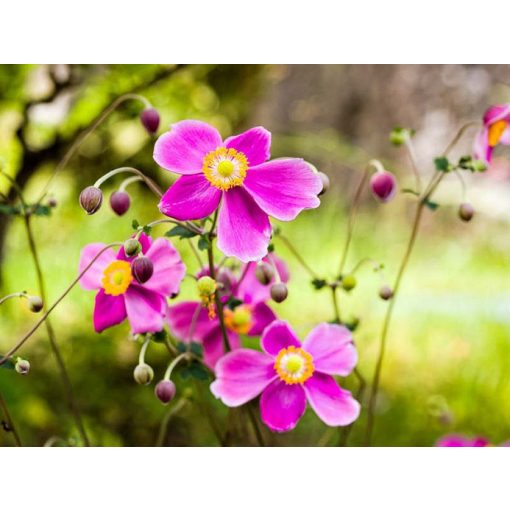 Anemone hybrida Hadspen Abundance - Szellőrózsa