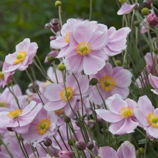 Anemone hybrida Mont-Rose - Szellőrózsa