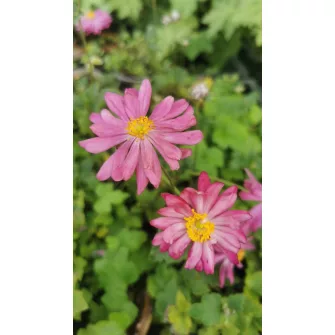Szellőrózsa (Anemone)