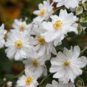 Anemone hybrida Whirlwind - Szellőrózsa