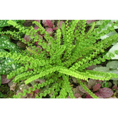 Athyrium filix-femina 'Frizelliae' - Hölgypáfrány
