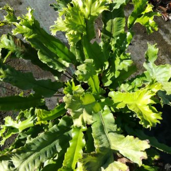 Fészekpáfrány (Asplenium)