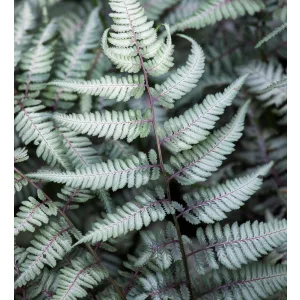  Athyrium nipponicum var. pictum Metallcium - Japán hölgypáfrány