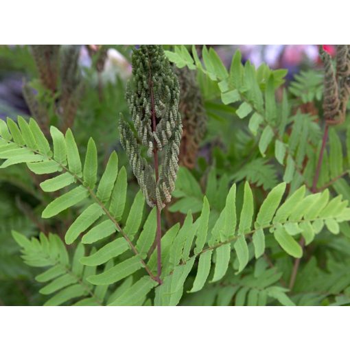 Osmunda regalis Purpurascens - Királyharaszt