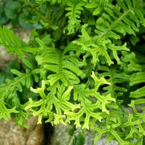   Polypodium vulgare Bifido Multifidium - Közönséges édesgyökerű páfrány