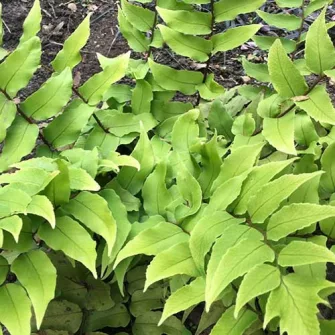 Babérpáfrány (Cyrtomium)