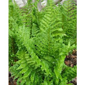 Dryopteris affinis Crispa - Pelyvás pajzsika