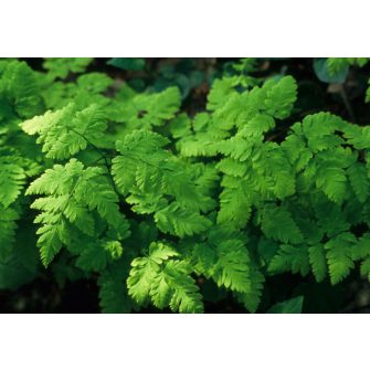 Tölgyespáfrány (Gymnocarpium)