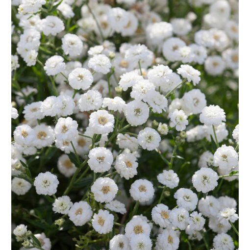 Achillea ptarmica The Pearl - Cickafark