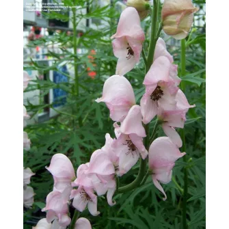 Sisakvirág (Aconitum)