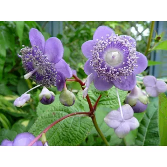 Hamis hortenzia (Deinanthe)