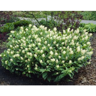 Hamis salamonpecsét (Smilacina)