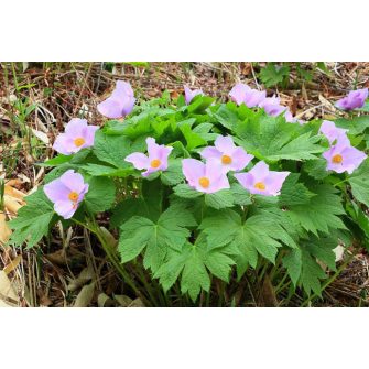 Japán erdei mák (Glaucidium)