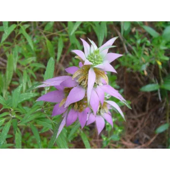 Méhbalzsam (Monarda)