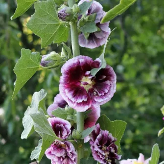 Mályvarózsa (Alcea)