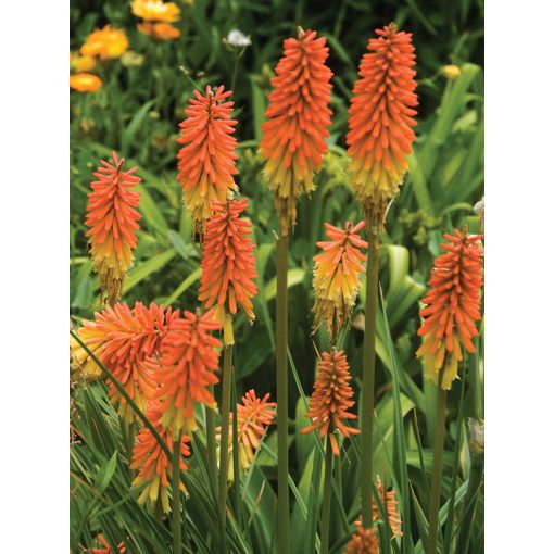 Kniphofia Flamenco - Fáklyaliliom