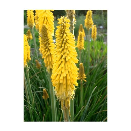 Kniphofia 'Minister Verschuur' - Fáklyaliliom