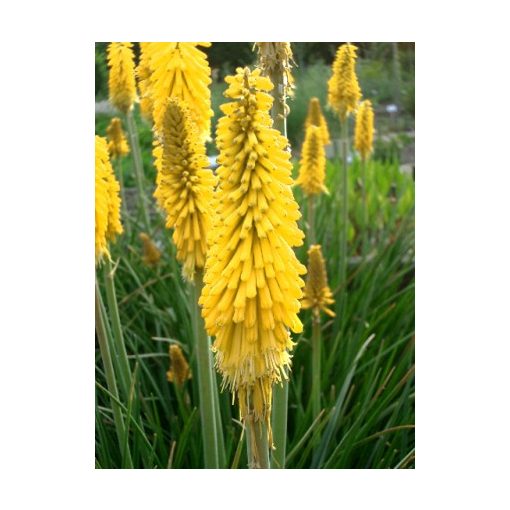 Kniphofia Minister Verschuur - Fáklyaliliom