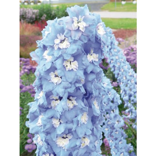 Delphinium LIght Blue White Bee - Évelő szarkaláb