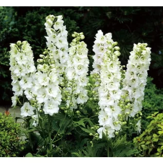 Szarkaláb (Delphinium)
