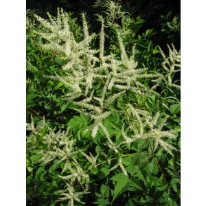 Aruncus dioicus var. kamtschaticus - Erdei tündérfürt