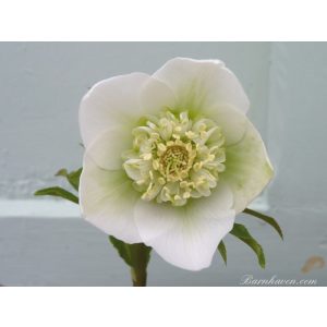 Helleborus Anemone Strain White - Hunyor