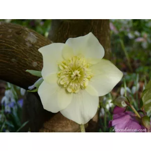 Helleborus Anemone Strain Yellow Shades - Hunyor
