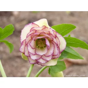Helleborus Apricot Shades Double Strain - Hunyor