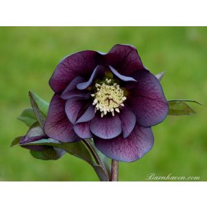 Helleborus Dark Purple Double Strain - Hunyor