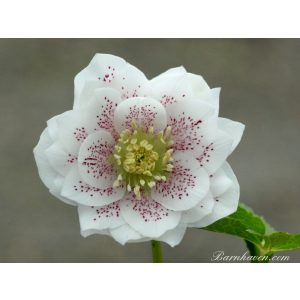 Helleborus Guttatus Double Strain - Hunyor