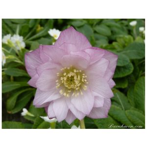 Helleborus Pink Shades Double Strain - Hunyor