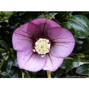 Helleborus Single Picotee Dark Shades - Hunyor